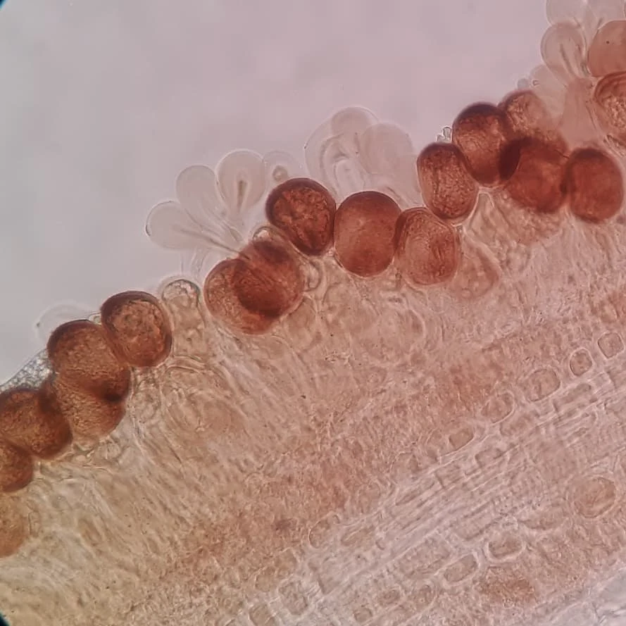 Rust under the microscope, SmartSoil image